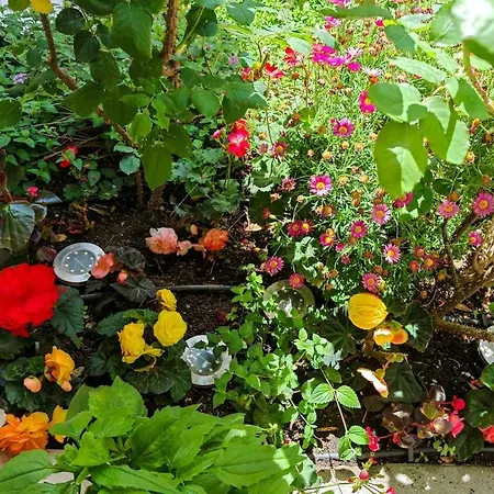Ivana Charming Garden & Free Parking *