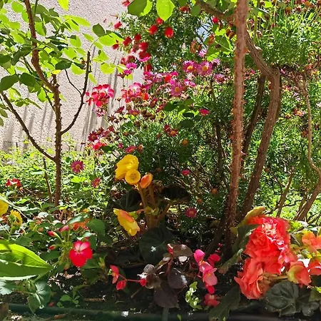 Ivana Charming Garden & Free Parking Apartment *